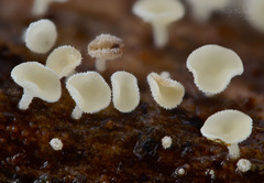 Lachnum clavigerum