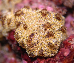Botrylloides anceps