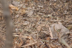 Pindis squamistriga