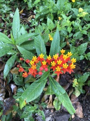 Asclepias curassavica