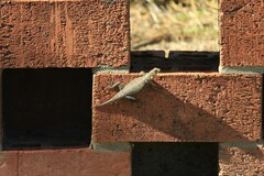 Sceloporus cyanogenys