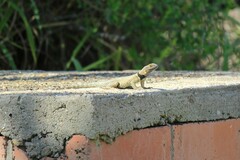 Sceloporus cyanogenys