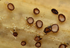 Trichopezizella nidulus