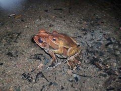 Incilius melanochlorus