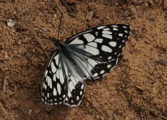 Melanargia ines