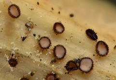 Trichopezizella nidulus