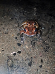 Incilius melanochlorus