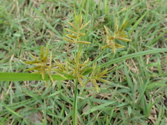 Cyperus microiria