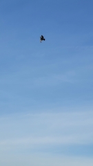 Buteo jamaicensis