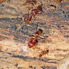 Pheidole obtusospinosa
