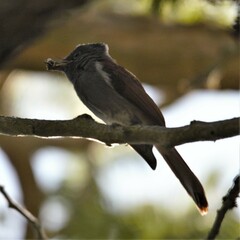 Terpsiphone viridis granti