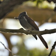 Terpsiphone viridis granti