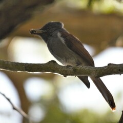 Terpsiphone viridis granti