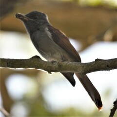 Terpsiphone viridis granti