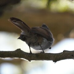 Terpsiphone viridis granti