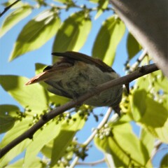 Terpsiphone viridis granti