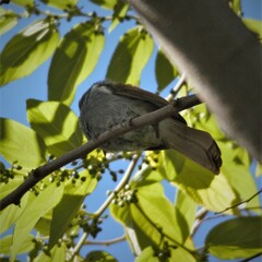 Terpsiphone viridis granti