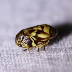 Clastoptera arborina