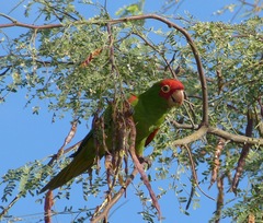 Psittacara erythrogenys