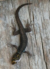 Gonatodes caudiscutatus