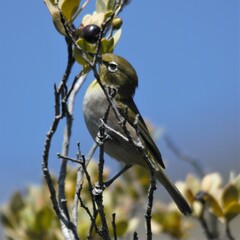 Zosterops virens capensis