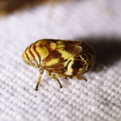 Clastoptera arborina