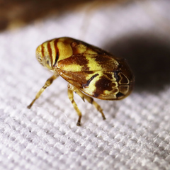 Clastoptera arborina