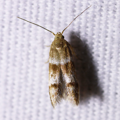 Blastobasis pulchella