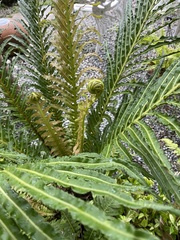 Blechnum brasiliense