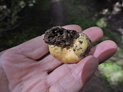 Truncocolumella citrina