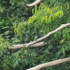 Merops viridis