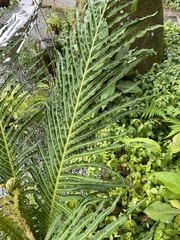 Blechnum brasiliense