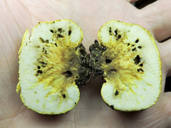 Truncocolumella citrina