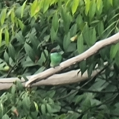 Merops viridis