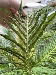 Blechnum brasiliense