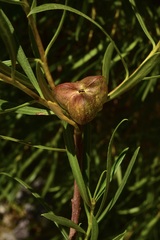 Colliguaja integerrima