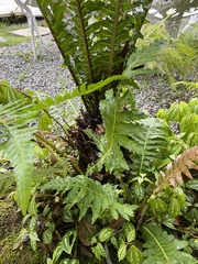 Blechnum brasiliense