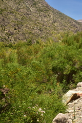 Colliguaja integerrima