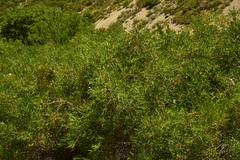 Colliguaja integerrima