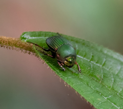 Chalcocopris hesperus