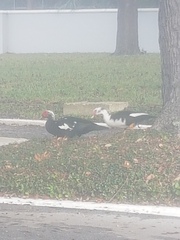 Cairina moschata domestica