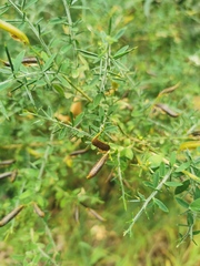 Genista falcata