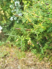 Genista falcata