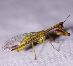 Leptomantispa pulchella