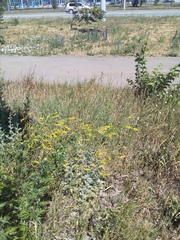 Melilotus officinalis