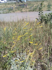 Melilotus officinalis