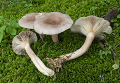 Lactarius vietus