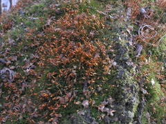 Dicranella heteromalla