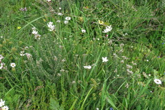 Lobostemon capitatus