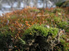 Dicranella heteromalla